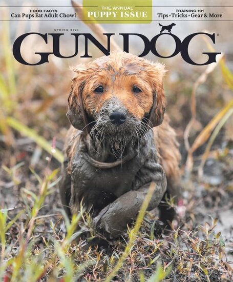 Gun Dog Magazine